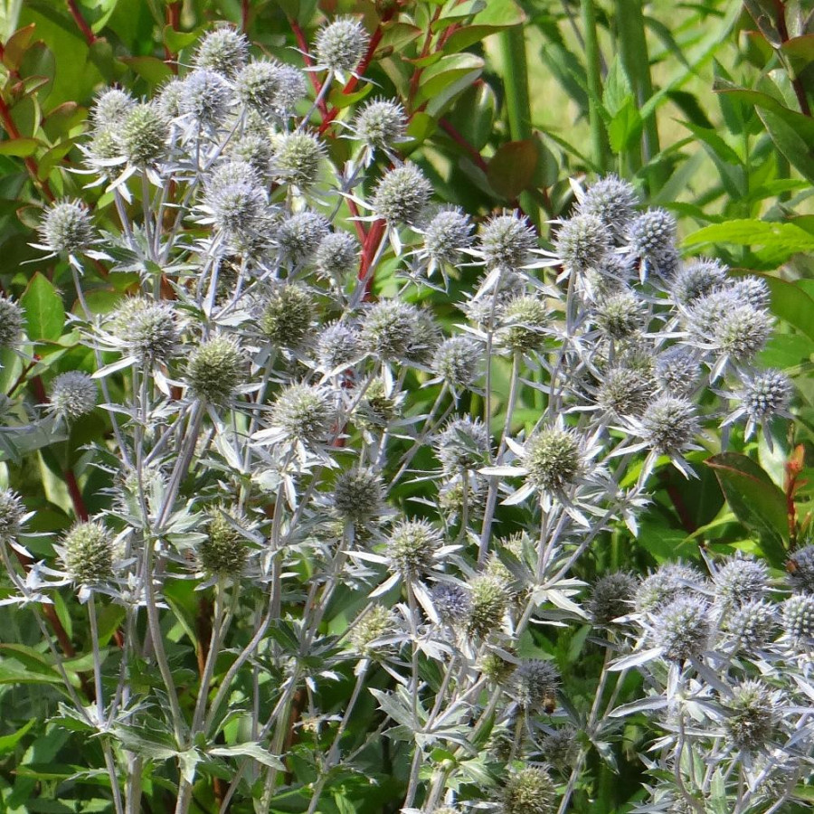 Plantes Vivaces ERYNGIUM planum - Chardon en vente - panicaut en vente - Pépinière Lepage .