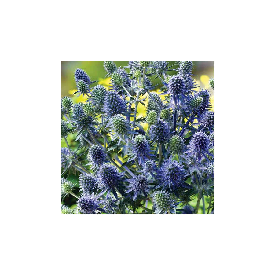 Plantes Vivaces ERYNGIUM planum 'Blue Hobbit' - Chardon en vente - Panicaut en vente - Pépinière Lepage .