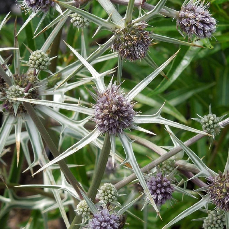 Plantes Vivaces ERYNGIUM variifolium - Chardon en vente -  Panicaut en vente - Pépinière Lepage .