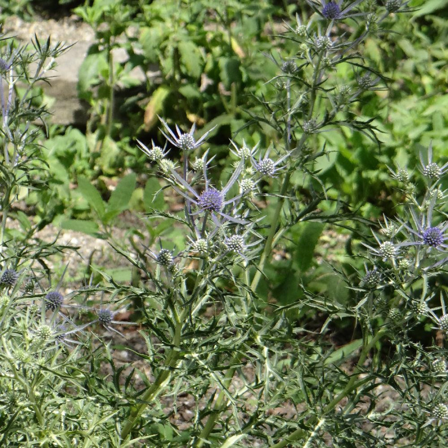 Plantes Vivaces ERYNGIUM variifolium - Chardon en vente -  Panicaut en vente - Pépinière Lepage .