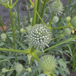 plantes-vivaces-eryngium-yuccifolium-panicaut-en-vente-pepiniere-lepage-
