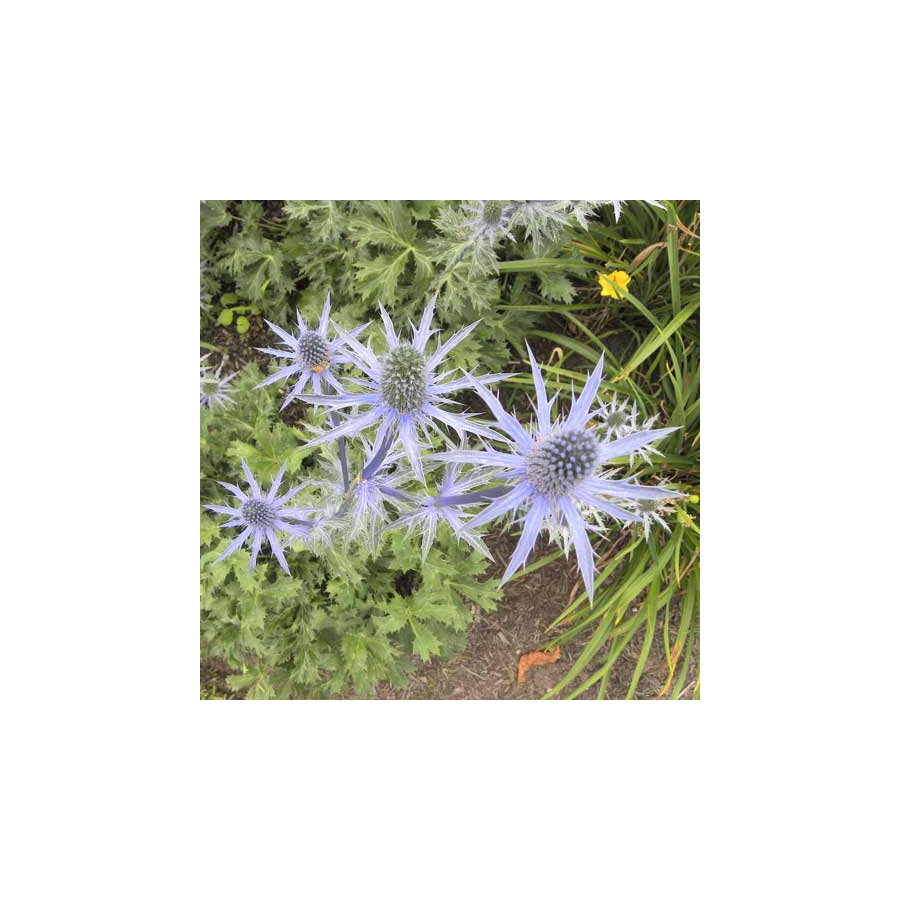 Plantes Vivaces ERYNGIUM zabelii 'Big Blue' - Chardon en vente - Panicaut en vente - Pépinière Lepage .