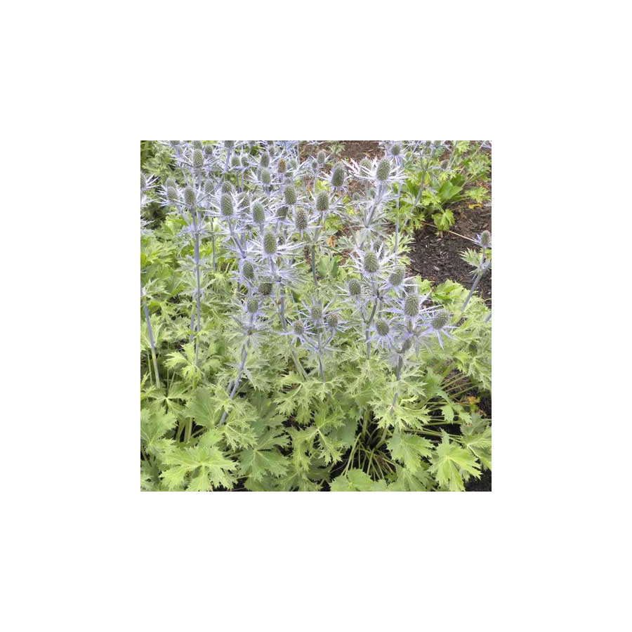 Plantes Vivaces ERYNGIUM zabelii 'Big Blue' - Chardon en vente - Panicaut en vente - Pépinière Lepage .