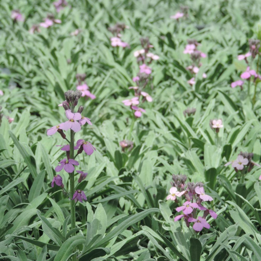 Plantes Vivaces ERYSIMUM 'Bowles Mauve' - Vélar en vente - Pépinière Lepage .