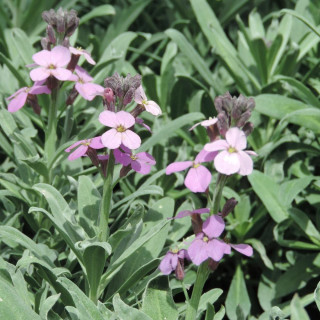 Plantes Vivaces ERYSIMUM 'Bowles Mauve' - Vélar en vente - Pépinière Lepage .