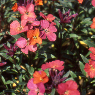 plantes-vivaces-erysimum-constant-cheer-velar-en-vente-pepiniere-lepage-
