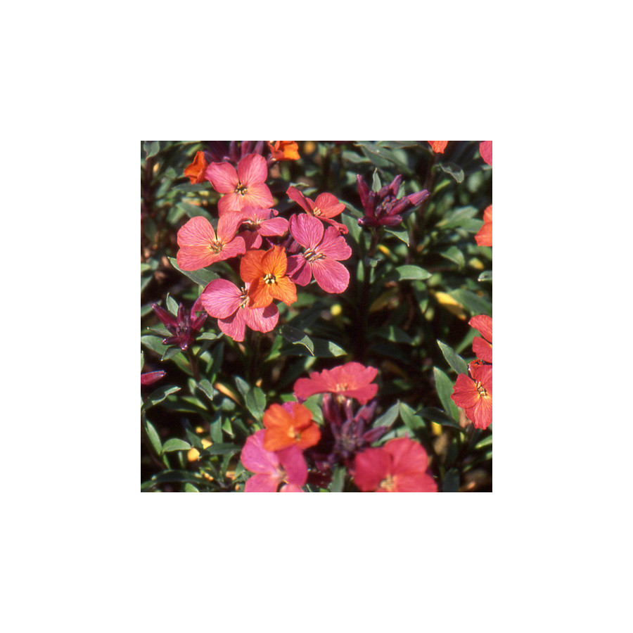 Plantes Vivaces ERYSIMUM 'Constant Cheer' - Vélar en vente - Pépinière Lepage .