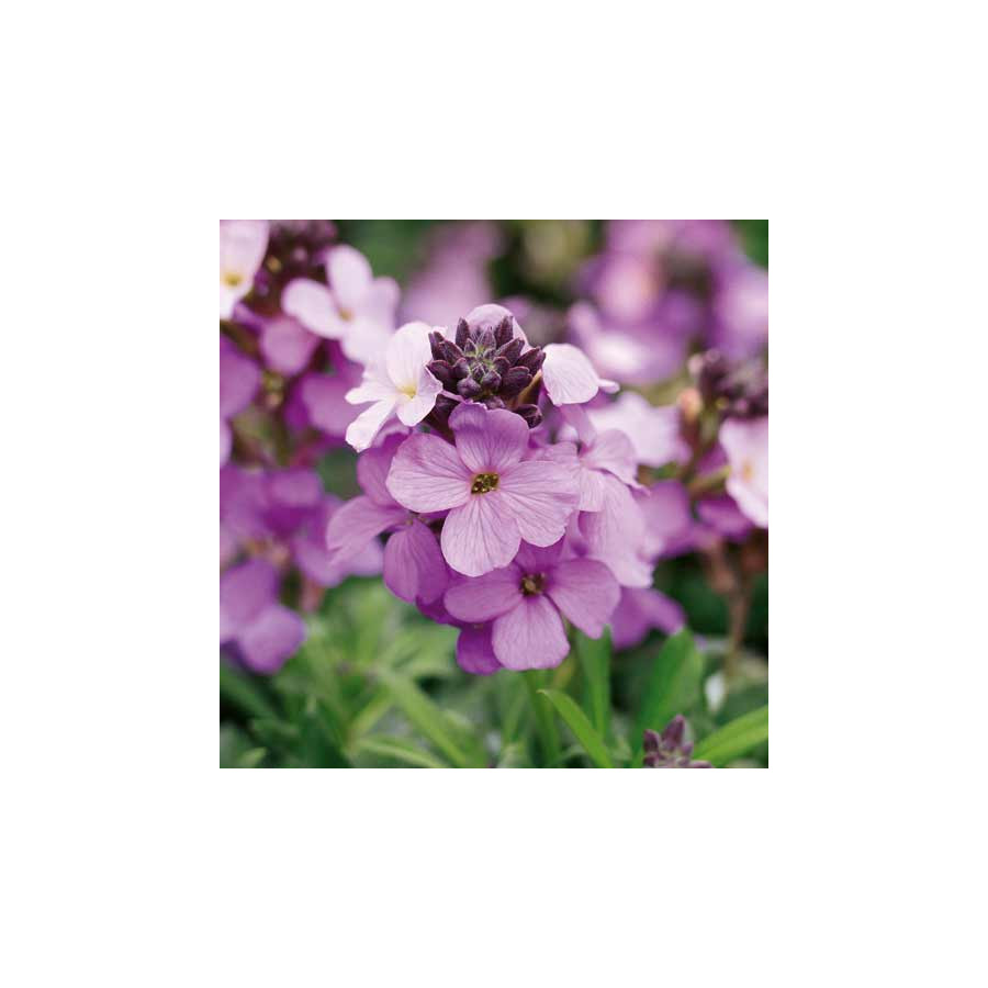 Plantes Vivaces ERYSIMUM 'Poem Lavender' (Inerypolav) - Vélar en vente - Pépinière Lepage .