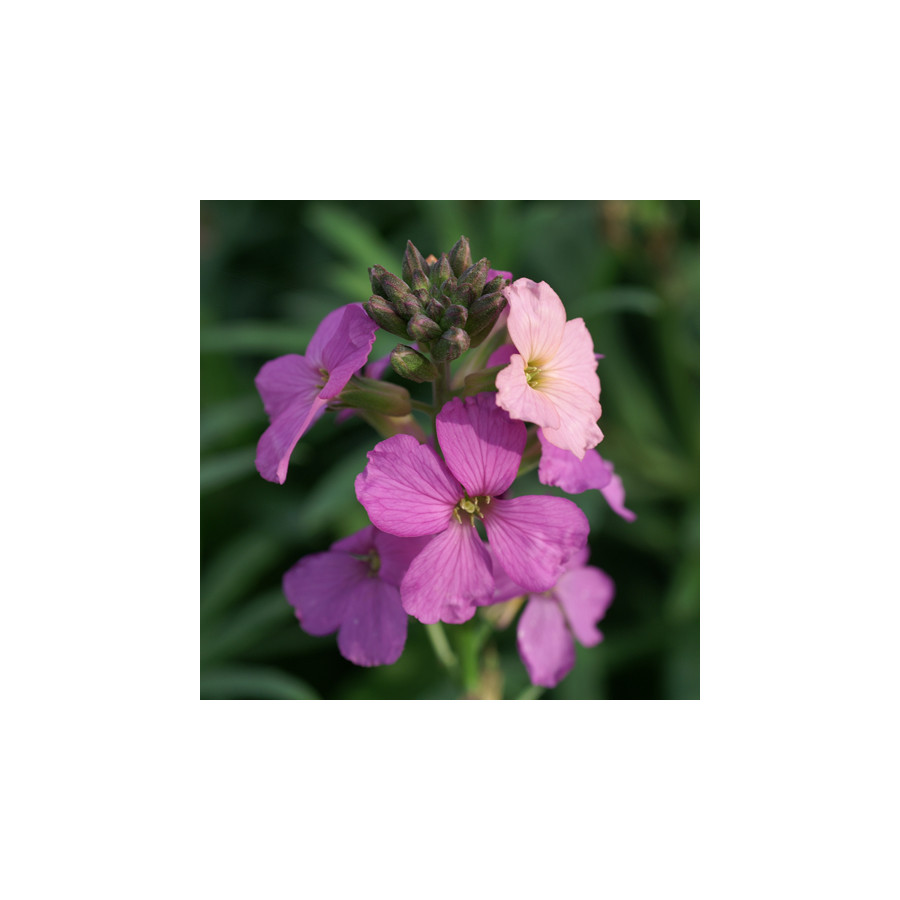 Plantes Vivaces ERYSIMUM 'Poem Lavender' (Inerypolav) - Vélar en vente - Pépinière Lepage .