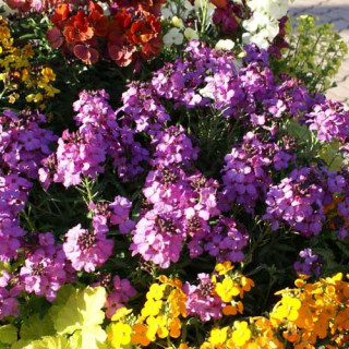 Plantes Vivaces ERYSIMUM 'Poem Lavender' (Inerypolav) - Vélar en vente - Pépinière Lepage .