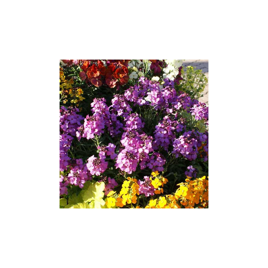 Plantes Vivaces ERYSIMUM 'Poem Lavender' (Inerypolav) - Vélar en vente - Pépinière Lepage .