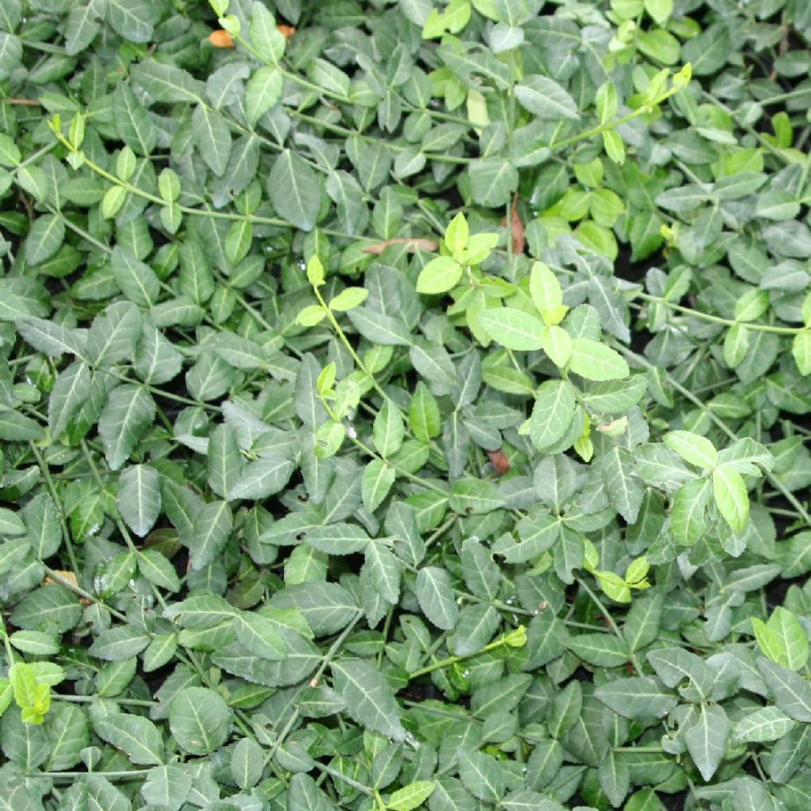 Plantes Vivaces EUONYMUS fortunei 'Coloratus' - Fusain en vente - Pépinière Lepage .