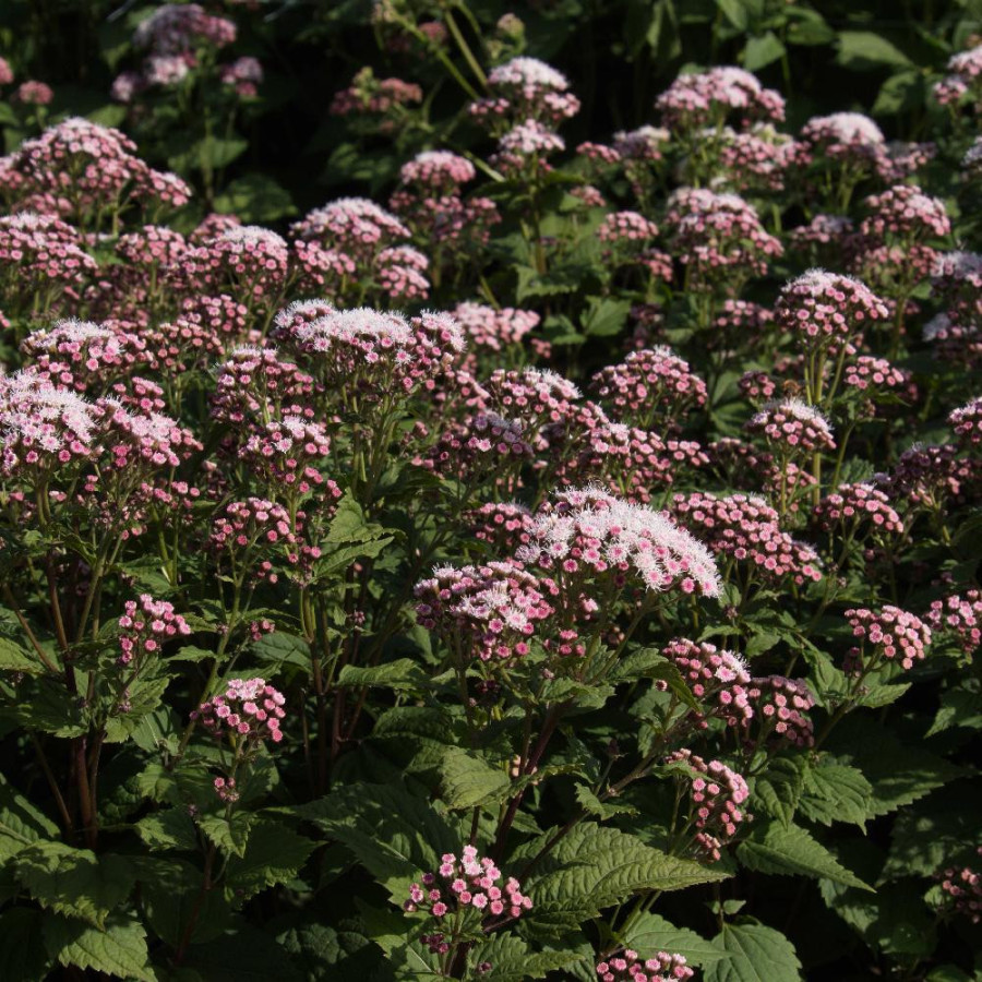 EUPATORIUM 'Lucky Symphony' ®