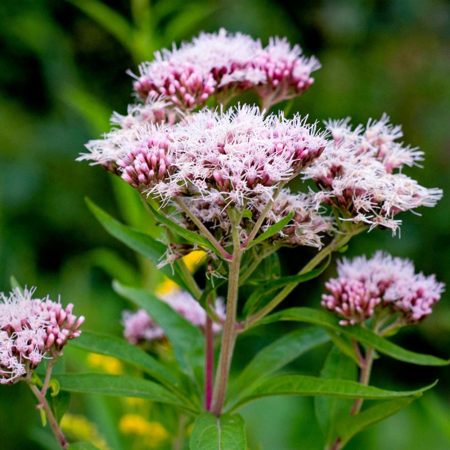 plantes-vivaces-eupatorium-cannabinum-eupatoire-chanvrine-en-vente-pepiniere-lepage-