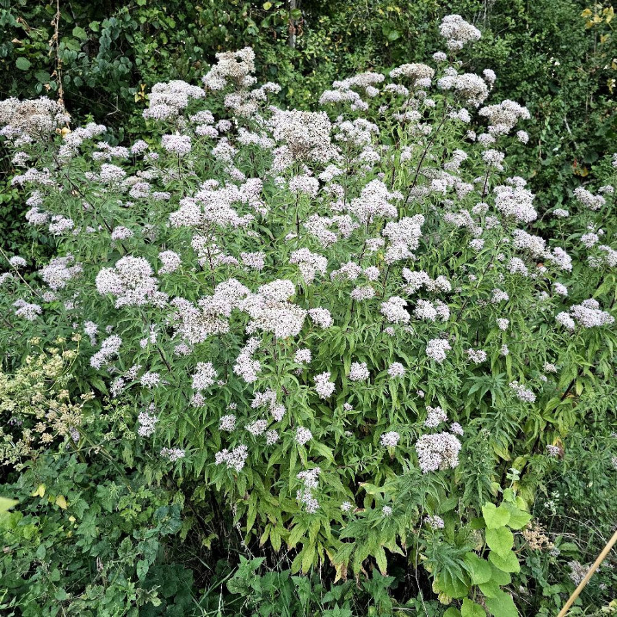 plantes-vivaces-eupatorium-cannabinum-eupatoire-chanvrine-en-vente-pepiniere-lepage-