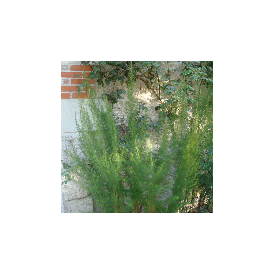 Plantes Vivaces EUPATORIUM capillifolium 'Elegant Plume' - Eupatoire en vente - Pépinière Lepage .