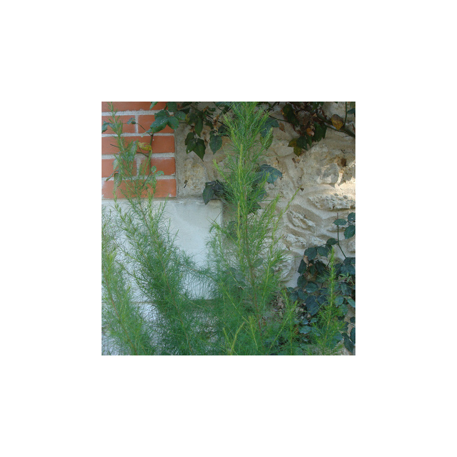 Plantes Vivaces EUPATORIUM capillifolium 'Elegant Plume' - Eupatoire en vente - Pépinière Lepage .