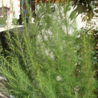 Plantes Vivaces EUPATORIUM capillifolium 'Elegant Plume' - Eupatoire en vente - Pépinière Lepage .