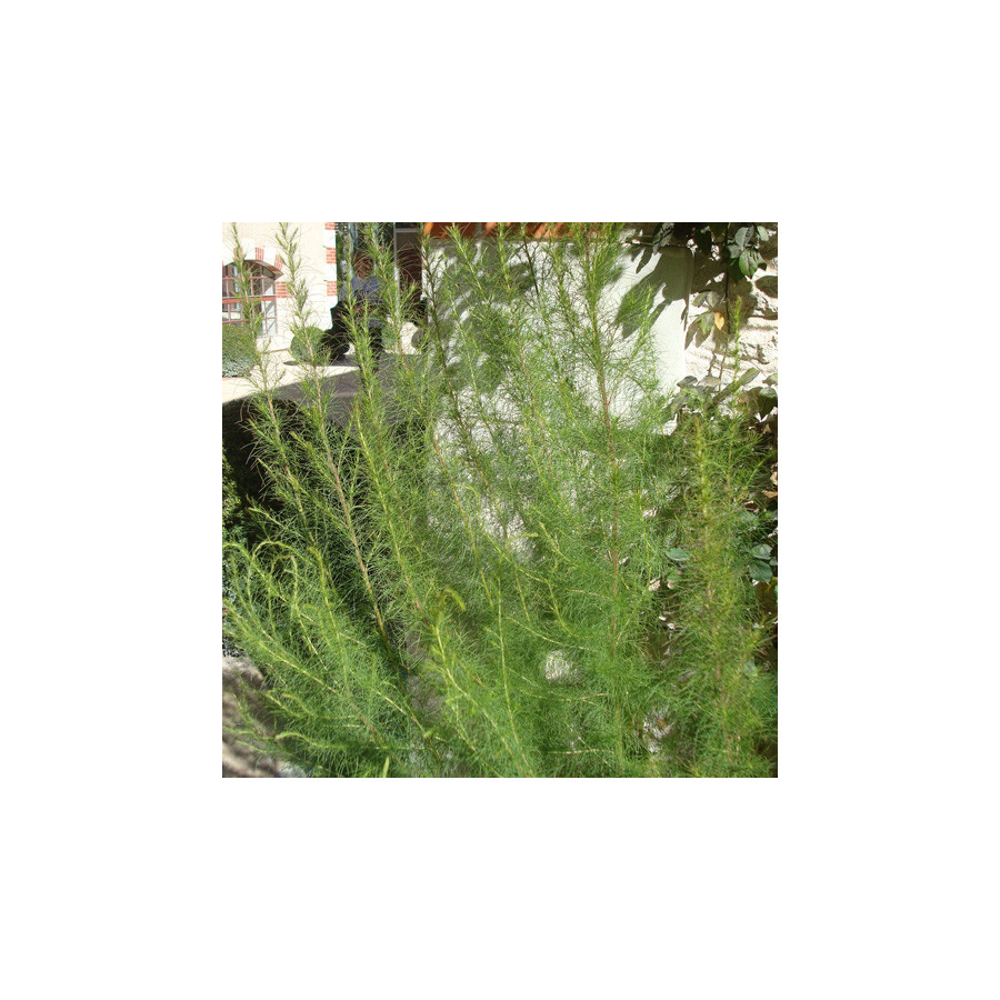 Plantes Vivaces EUPATORIUM capillifolium 'Elegant Plume' - Eupatoire en vente - Pépinière Lepage .