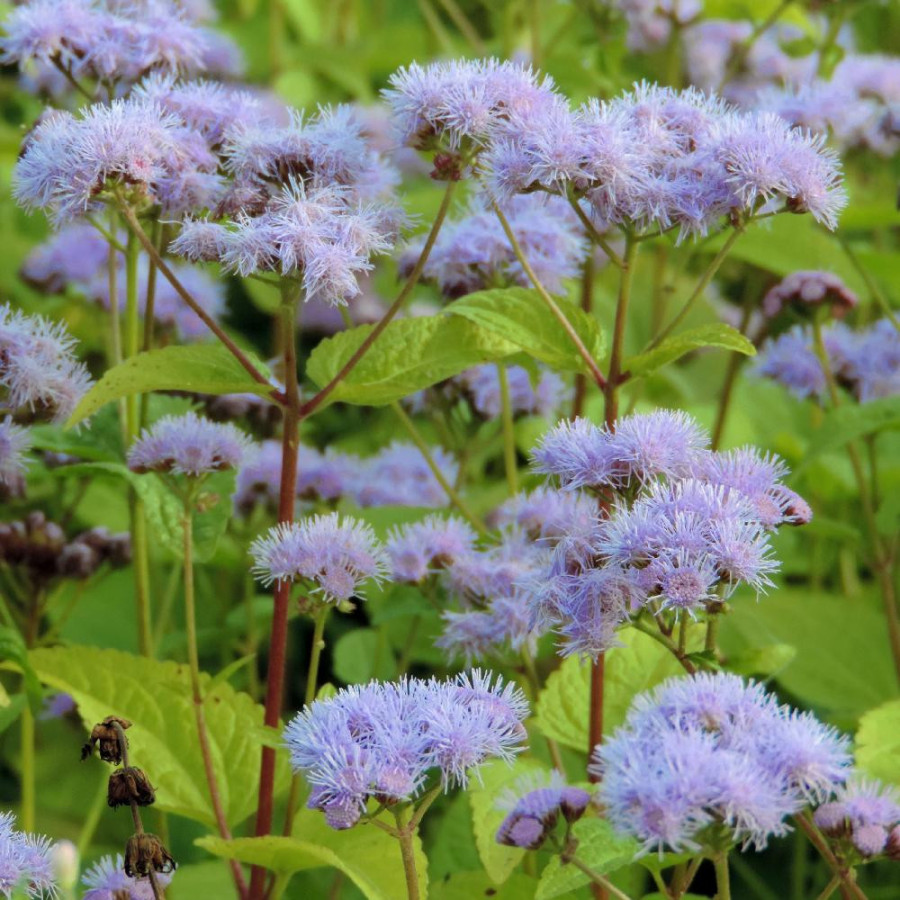 EUPATORIUM coelestinum