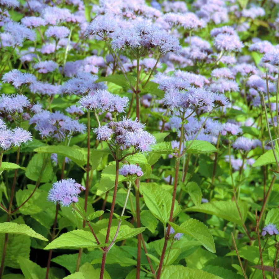 EUPATORIUM coelestinum