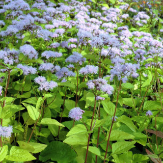 EUPATORIUM coelestinum