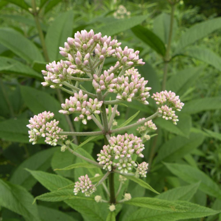 plantes-vivaces-eupatorium-fistulosum-f-albidum-ivory-towers-eupatoire-en-vente-pepiniere-lepage-