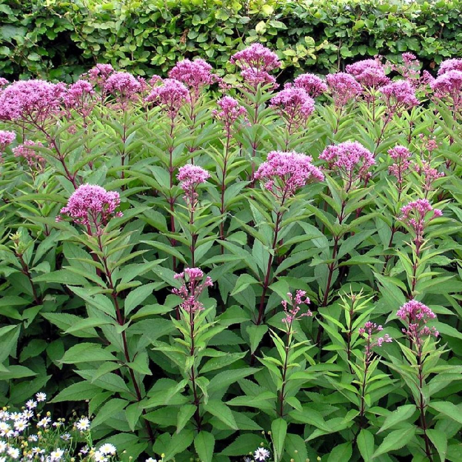 plantes-vivaces-eupatorium-purpureum-eupatoire-pourpre-en-vente-pepiniere-lepage-