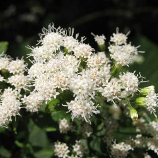 plantes-vivaces-eupatorium-rugosum-eupatoire-rugueuse-en-vente-pepiniere-lepage-