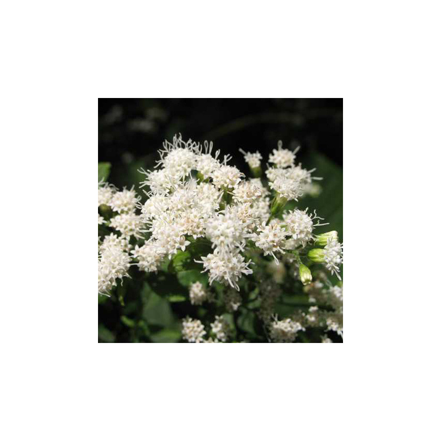 plantes-vivaces-eupatorium-rugosum-eupatoire-rugueuse-en-vente-pepiniere-lepage-