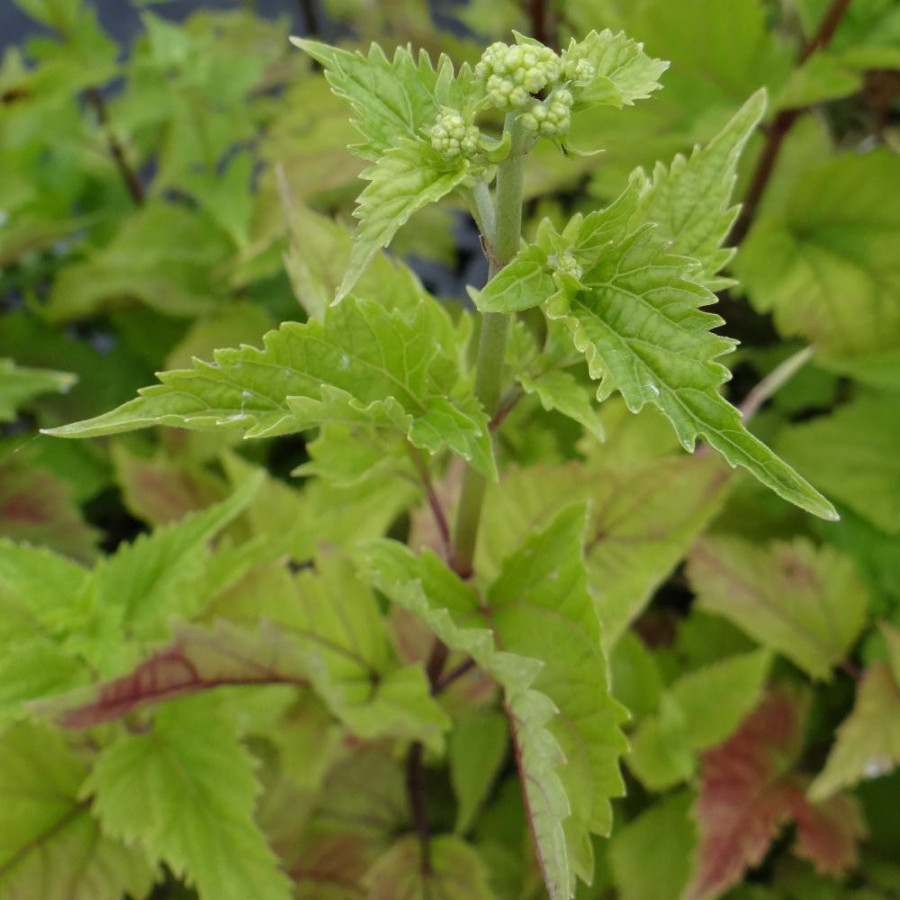 plantes-vivaces-eupatorium-rugosum-eupatoire-rugueuse-en-vente-pepiniere-lepage-