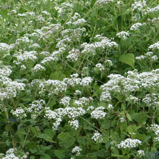 plantes-vivaces-eupatorium-rugosum-eupatoire-rugueuse-en-vente-pepiniere-lepage-