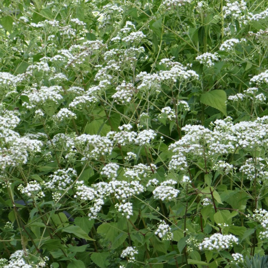 plantes-vivaces-eupatorium-rugosum-eupatoire-rugueuse-en-vente-pepiniere-lepage-
