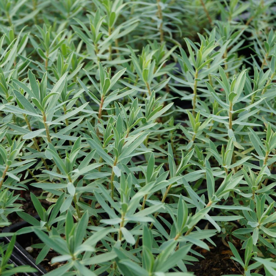 Plantes Vivaces EUPHORBIA 'Blue Haze' - Euphorbe en vente - Pépinière Lepage .