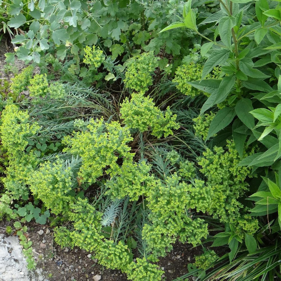 Plantes Vivaces EUPHORBIA 'Blue Haze' - Euphorbe en vente - Pépinière Lepage .