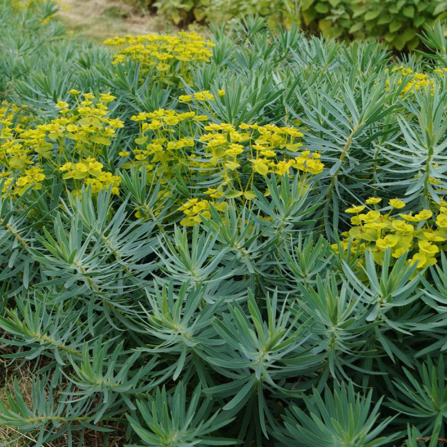 Plantes Vivaces EUPHORBIA 'Copton Ash' - Euphorbe en vente - Pépinière Lepage .
