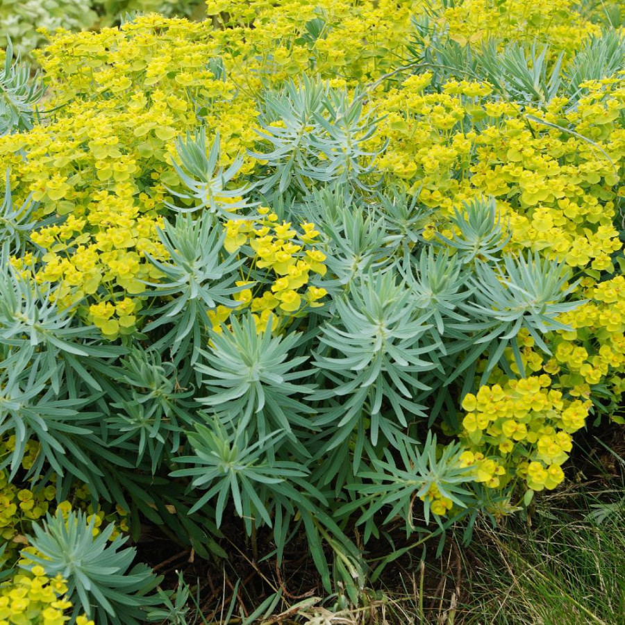 Plantes Vivaces EUPHORBIA 'Copton Ash' - Euphorbe en vente - Pépinière Lepage .
