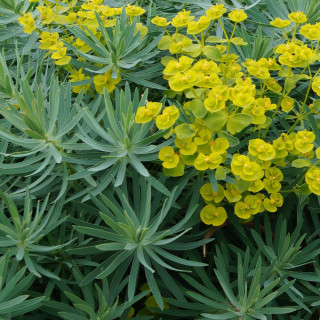 Plantes Vivaces EUPHORBIA 'Copton Ash' - Euphorbe en vente - Pépinière Lepage .