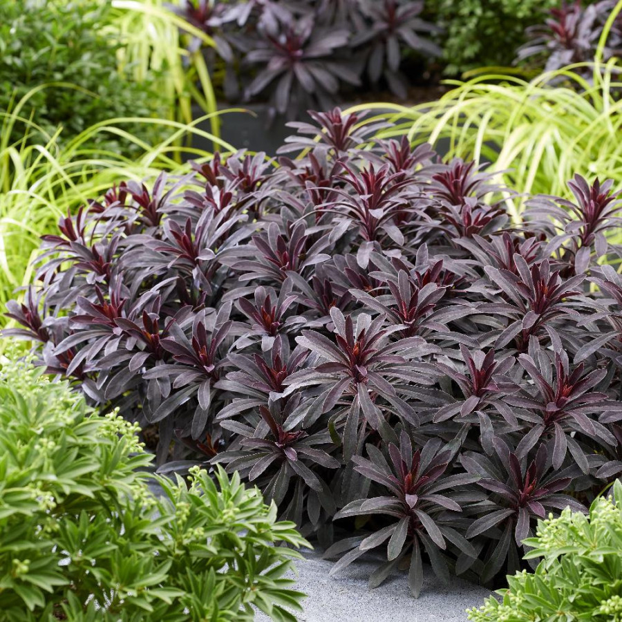 EUPHORBIA 'Miners Merlot' ®