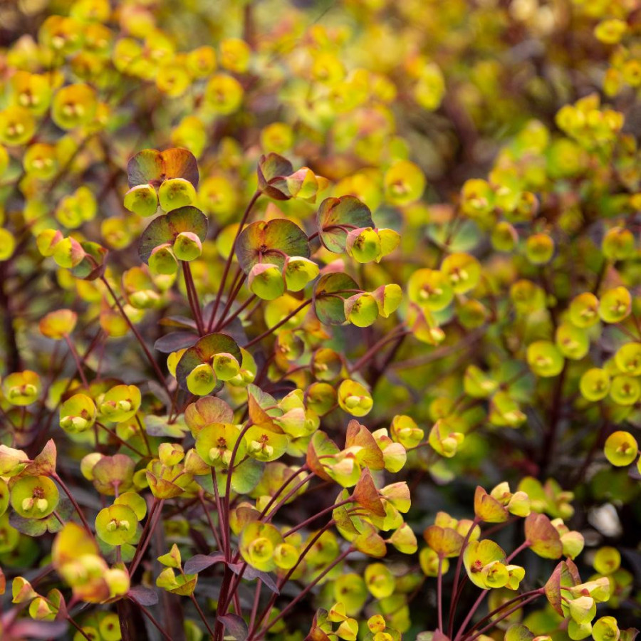 EUPHORBIA 'Miners Merlot' ®