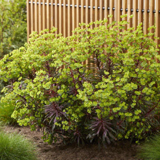EUPHORBIA 'Miners Merlot' ®