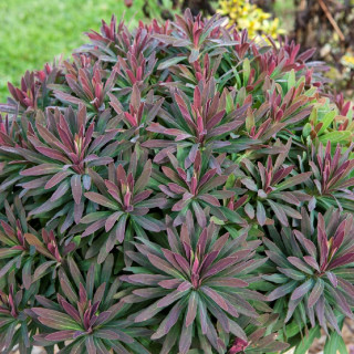plantes-vivaces-euphorbia-amygdaloides-ruby-glow-euphorbe-des-bois-en-vente-pepiniere-lepage-