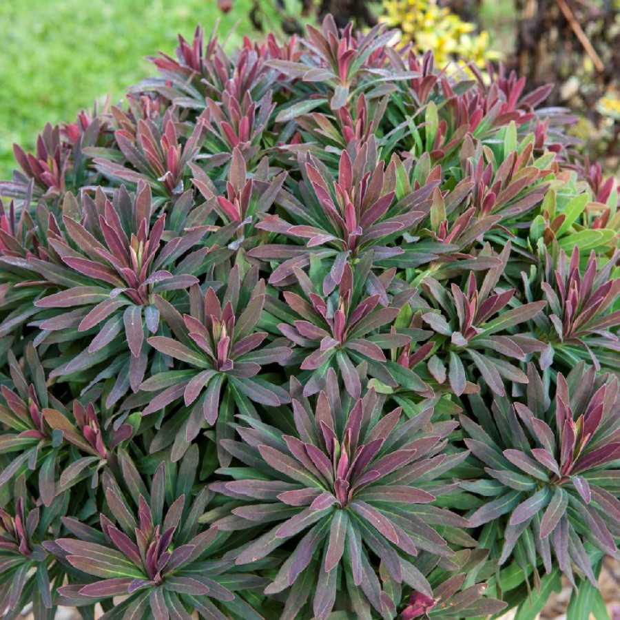 Plantes Vivaces EUPHORBIA amygdaloides 'Ruby Glow' - Euphorbe des bois en vente - Pépinière Lepage .