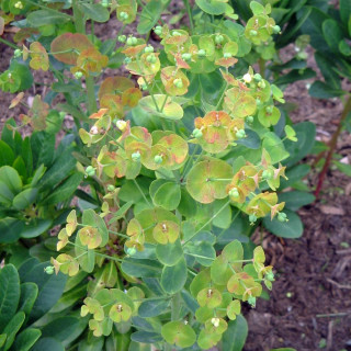 plantes-vivaces-euphorbia-amygdaloides-var-robbiae-euphorbe-des-bois-en-vente-pepiniere-lepage-