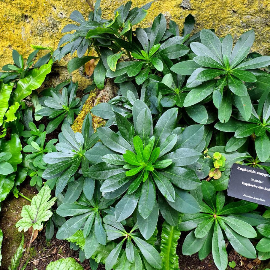 Plantes Vivaces EUPHORBIA amygdaloides var. robbiae - Euphorbe des bois en vente - Pépinière Lepage .