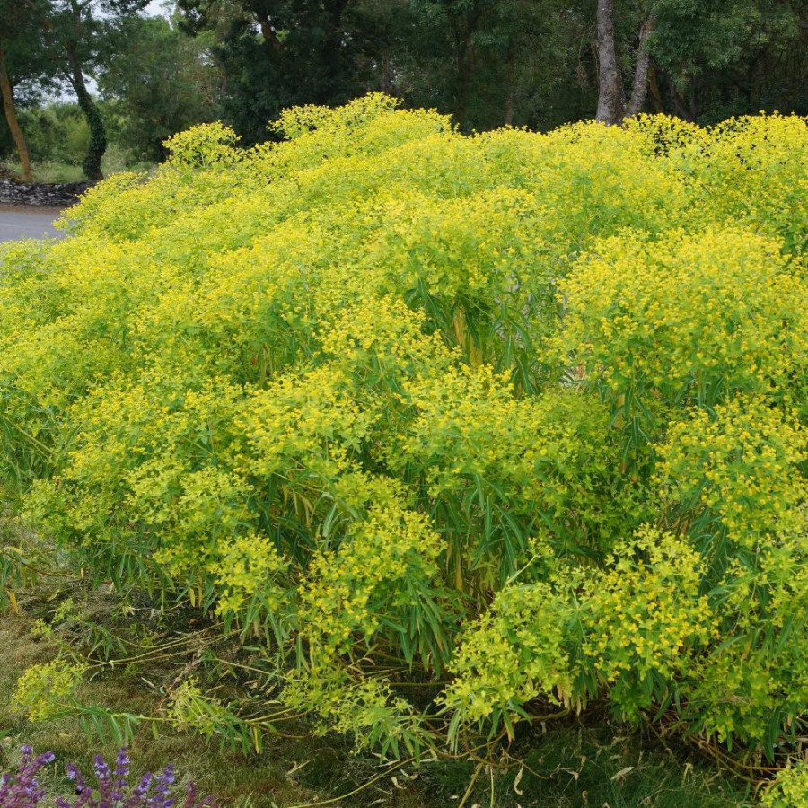 Plantes Vivaces EUPHORBIA ceratocarpa - Euphorbe de Sicile en vente - Pépinière Lepage .