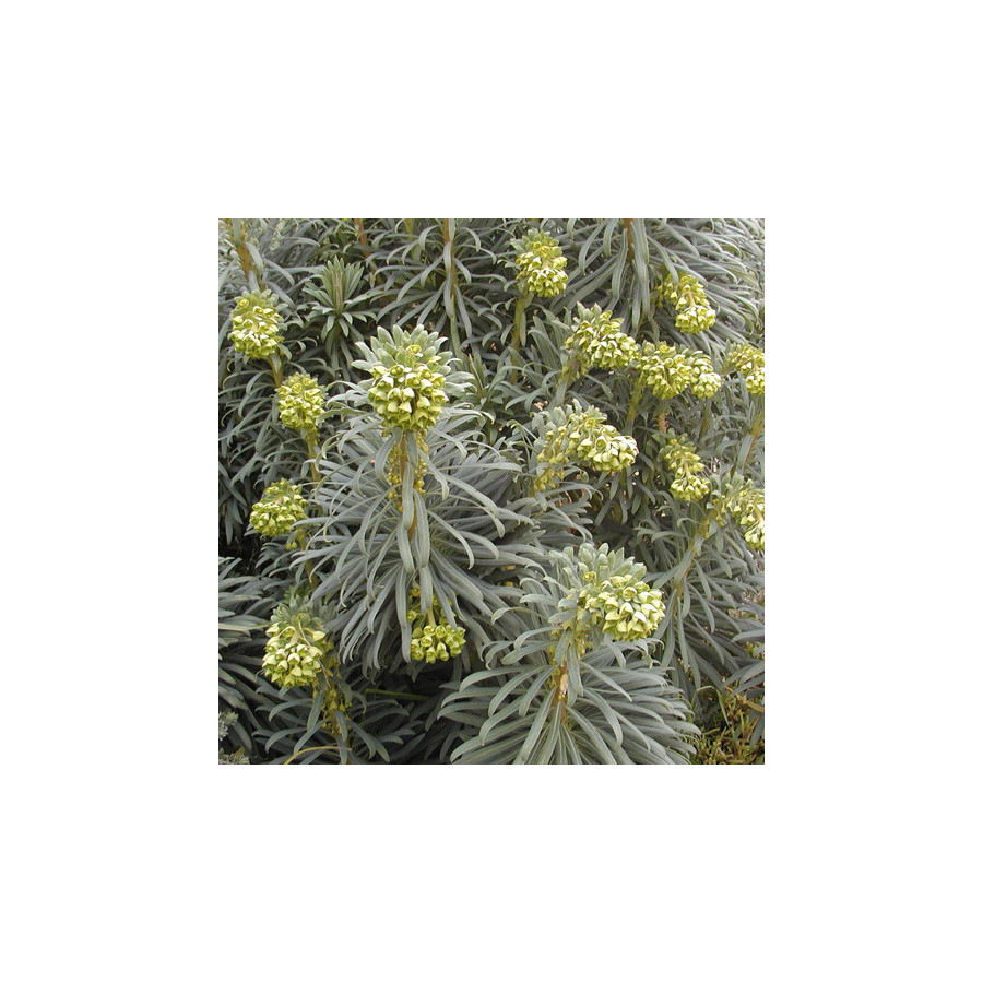 Plantes Vivaces EUPHORBIA characias - Euphorbe en vente - Pépinière Lepage .
