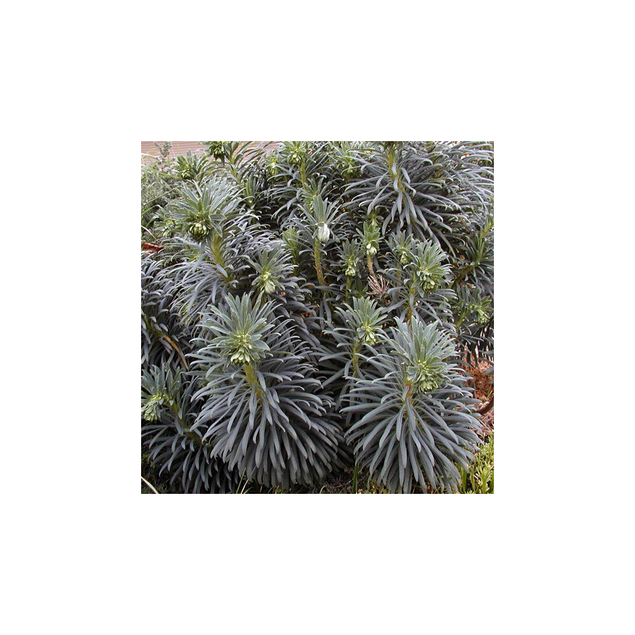 Plantes Vivaces EUPHORBIA characias - Euphorbe en vente - Pépinière Lepage .