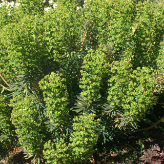 Plantes Vivaces EUPHORBIA characias - Euphorbe en vente - Pépinière Lepage .