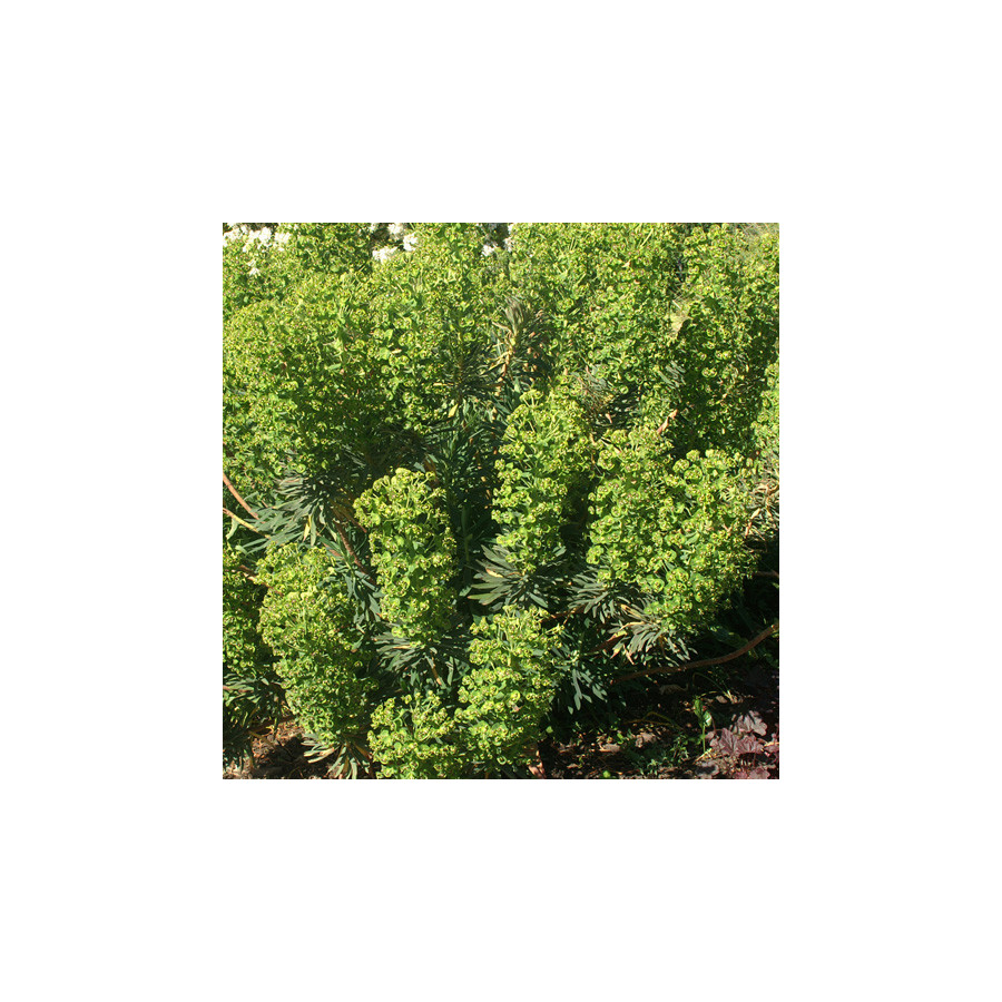 Plantes Vivaces EUPHORBIA characias - Euphorbe en vente - Pépinière Lepage .
